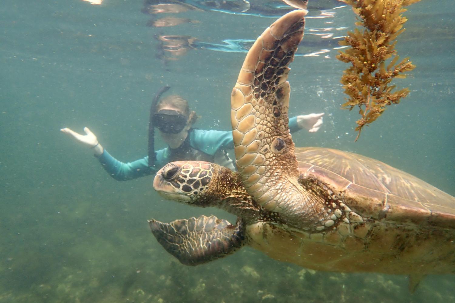 一名<a href='http://hiawuo.kailidaflour.com'>博彩网址大全</a>学生在Galápagos群岛游学途中与一只巨龟游泳.